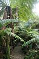 Tree fern gully, Pirianda Gardens IMG_7210